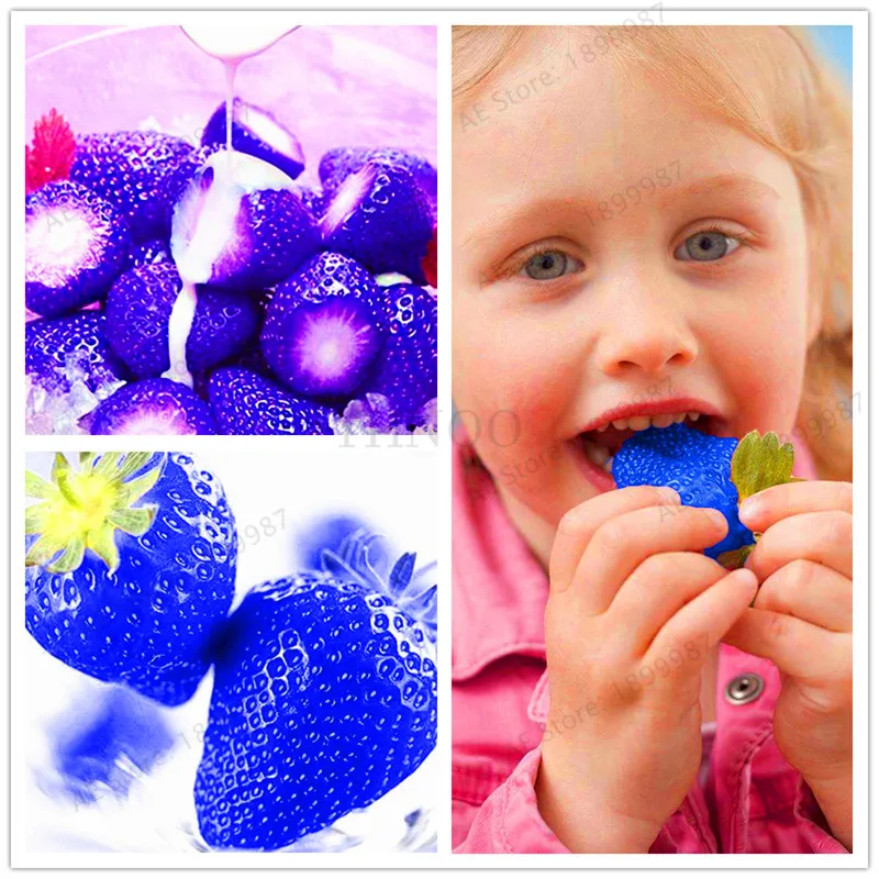 

509 PCS/bag Blue Strawberry plant delicious Fruit flores Patio Garden Strawberry mini bonsai home garden.