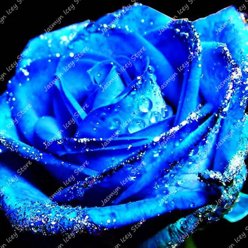 200 шт./партия редкие голубые розы бонсай Многолетние растения садовые декоративные цветы в горшках DIY Сад Балкон Sementes De Flores