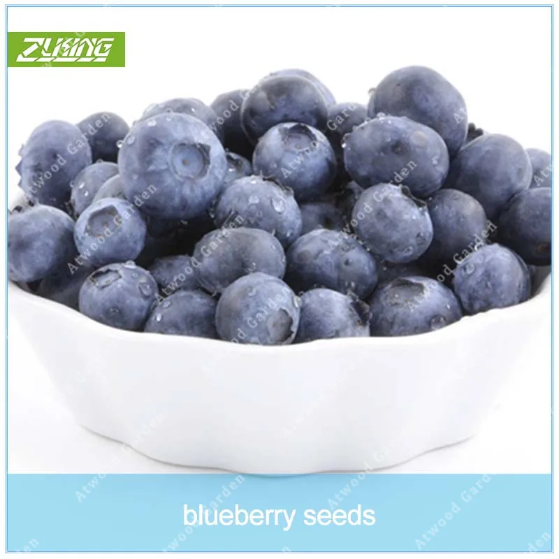 

ZLKING 200 Pcs 100% Highbush Blueberry Grow Your Own ASttractive Impressive Home Garden Fast Growing