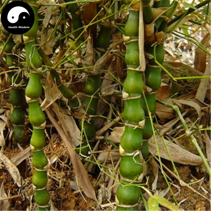 

Buy Buddha Bamboo Tree Semente 100pcs Plant Bambusa Ventricosa For Luohan Bamboo