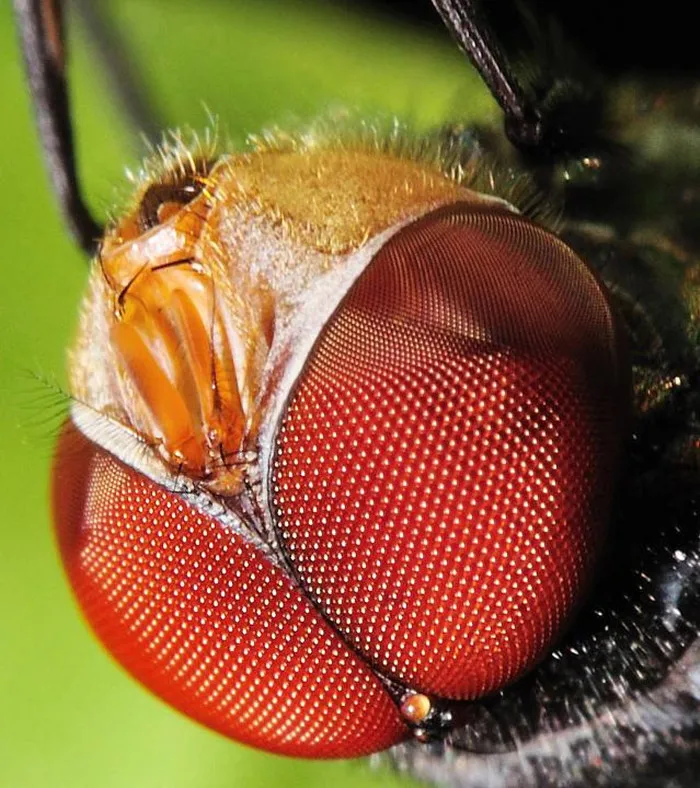 Диаметр 110 мм соединение глаз honey comb линзы Френеля fly объектив микролинз accry