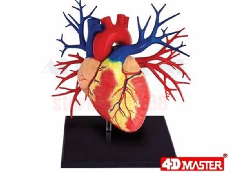 4D Master Human DELUXE HEART LIFE-SIZE анатомия модель череп и мозги анатомический Скелет стоматологическая камера макияж