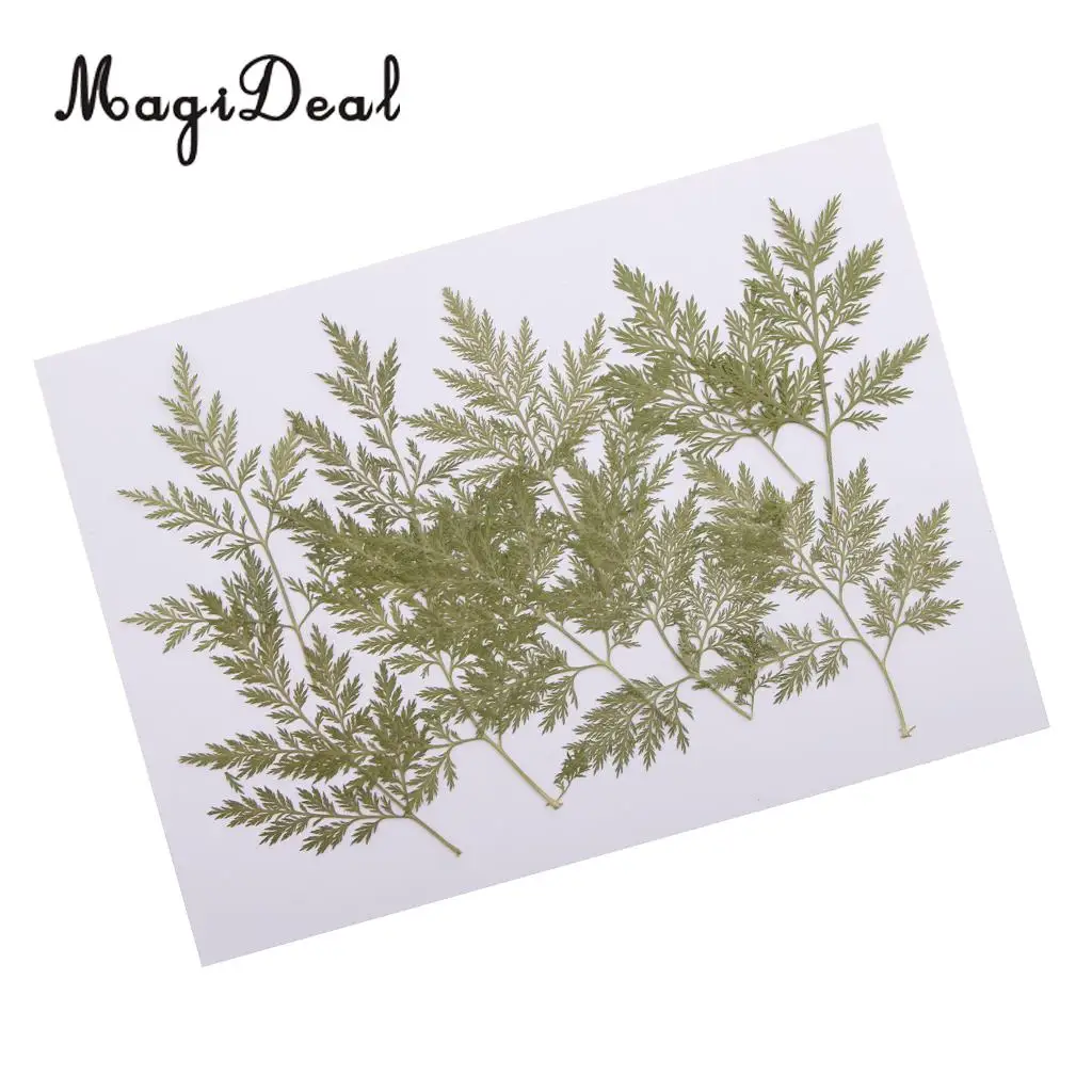 10Pcs Mixed Green Dried Pressed Flowers Leaves Plant Herbarium For Jewelry Photo Frame Phone Case Scrapbooking Card Craft Making