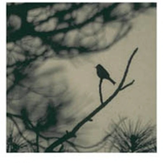 Caligraphy Bird I Poster Print by Elena Ray (13 x 19)