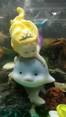 dolphin fish for small aquarium