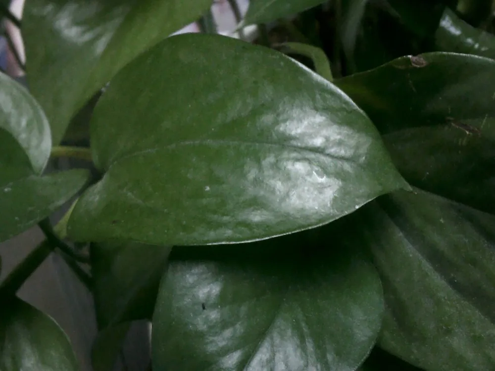 DSCF0020