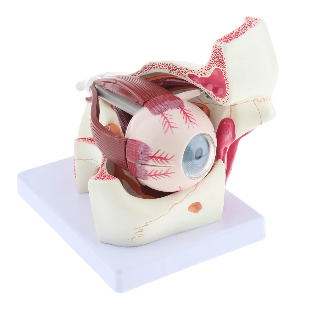  Magnification 3x Human Eye Anatomical Model Anatomy Medical Teaching Tool - 33039126343