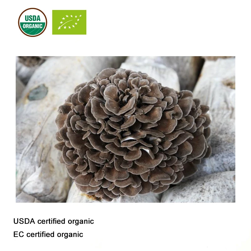 USDA и EC сертифицированный органический экстракт грибов майтаке 10:1/полисахаридный