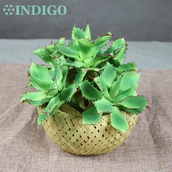 

Wholesale 120 pcs Star Cactus Aloe Echeveria Elegance Artificial Succulent Plant Plastic Decoration Background Free Shipping