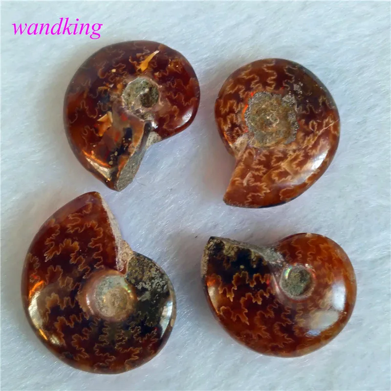 

Natural shell fossil crystal specimens