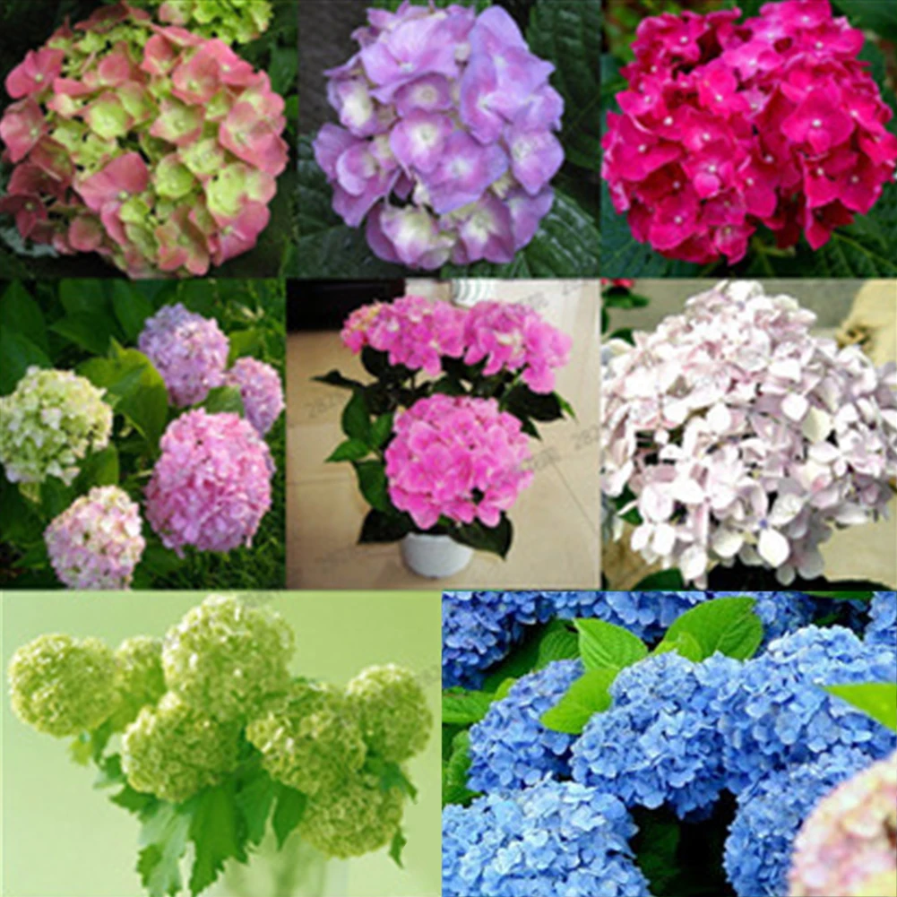 

20pcs Multicolor Geranium Bonsai Seedsplants White Gardenia Flowers Garden Decor Plant Cultivation Potted Planting Bonsai Plants