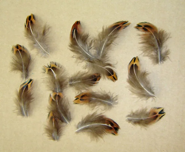 100 шт. 3 5 см настоящие натуральные перья фазана|feather plumes|plumes for salepheasant feather |