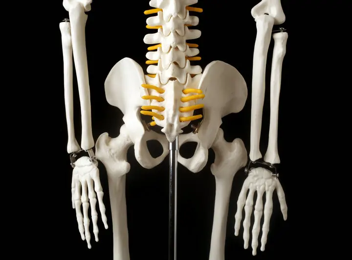 85 см модель скелета модель человека с мышечной позвоночника нерва системы медицинские Обучающие, развивающие оборудование