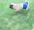 Моющиеся Многоразовые Pet Male Dog Ткань Пеленки Физиологические Санитарные Шорты для собак Нижнее Белье Брюки для домашних Собак Подгузник Drop Shopping