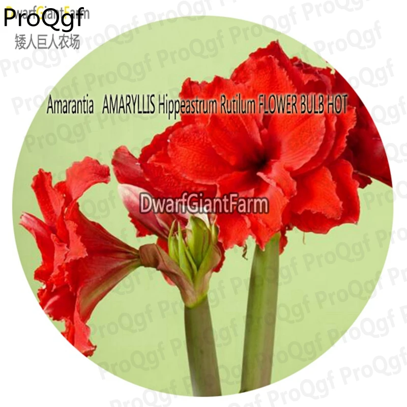 Ngryise 5 шт. набор Hippeastrum rutilum Amaryllis