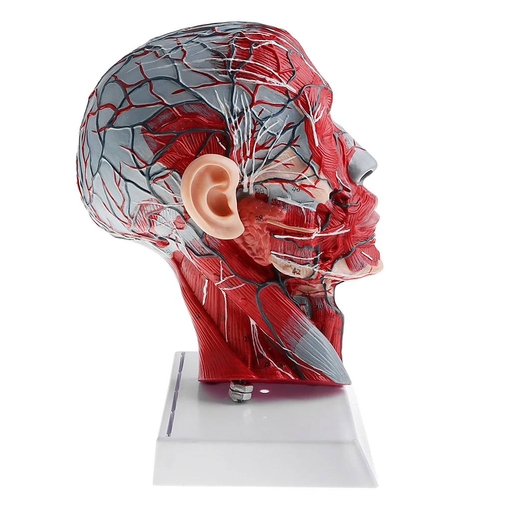 1:1 Human Half Head & Neck W/Vessel Nerve Anatomy Model for Learning Resources