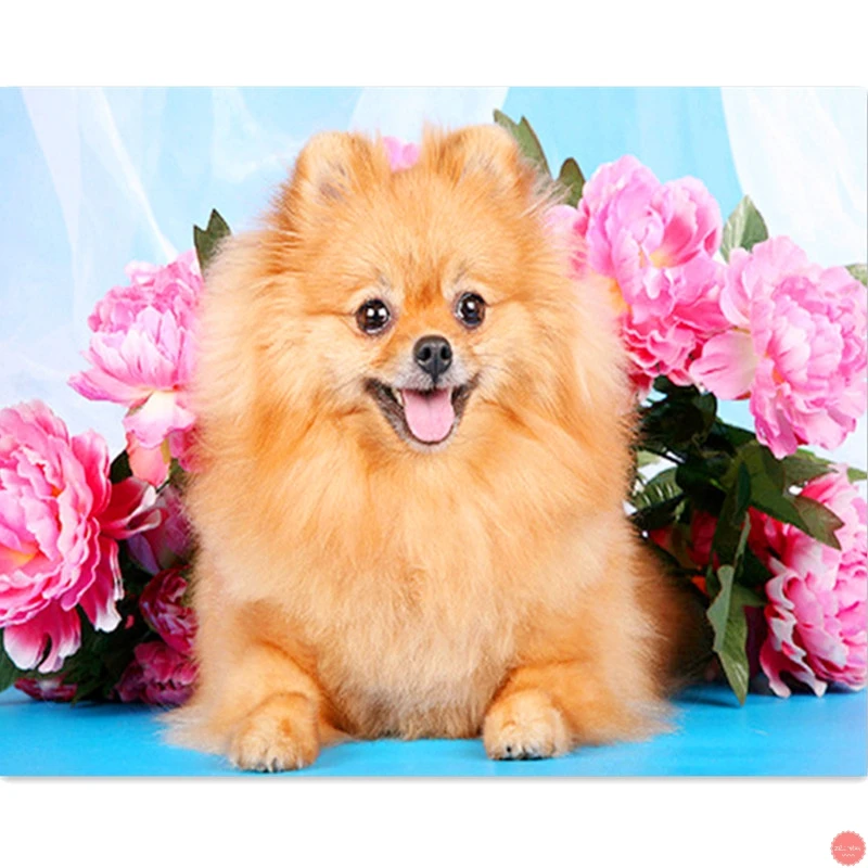

Diamond Painting pet,5D,DIY,3D Pomeranian animal Diamond Embroidery,Cross Stitch,Diamond Mosaic,Needlework,Picture,wall Decor