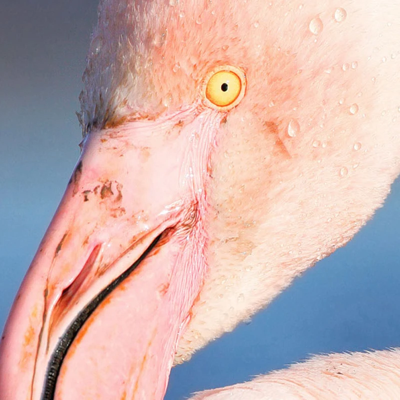 Grande Flamingo Wall Art Print and Poster Nordic Canvas Art Paintings Wall Pictures for Girl's Room Decoration