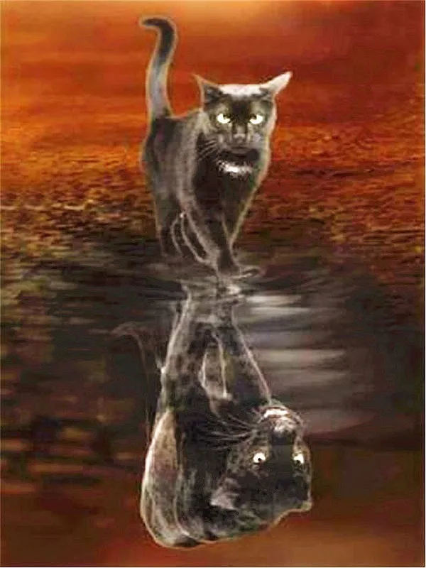 HUACAN Алмазная мозаика кошка 5D Набор для алмазной живописи животное полная квадратная Алмазная вышивка распродажа Стразы Картина Декор для дома - Цвет: FA4562
