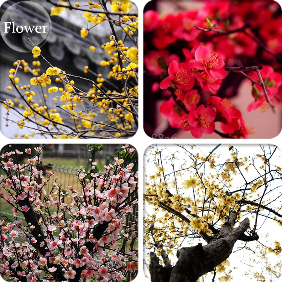 Achetez en Gros chimonanthus praecox wintersweet en Ligne