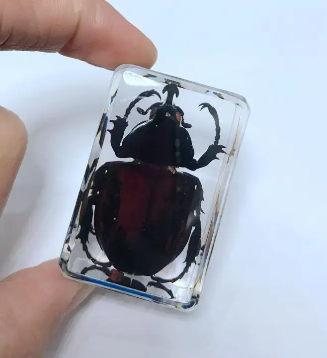 Unicorn Beetle specimen 