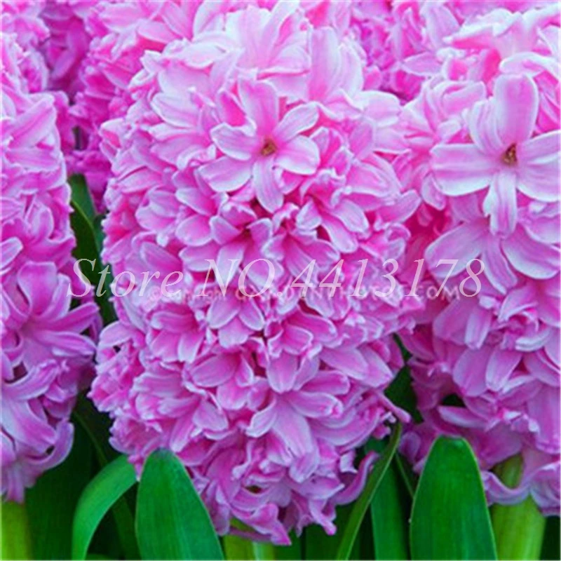 100 pcs Bonsai Hyacinth Perennial Hyacinth Potted Plant, Indoor Planta Easy Grow In Pots, Bonsai Flower Plants for Home Garden