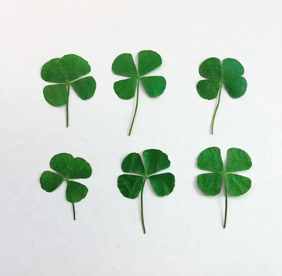

1000pcs 2-3cm Pressed Dried Dyed Four Leaf Clover Flower Plant Herbarium For Jewelry Postcard Invitation Card Phone Case DIY