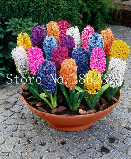 100 szt Hiacynt bonsai wieloletnie Hyacinth roślina doniczkowa Indoor roślina Easy rosną w doniczkach kwiat roślin Bonsai dla domu ogród tanie i dobre opinie Bardzo proste Roczne Wykluczone Nowa roślina Upiększających Mini średni duży mały Wiosna Virgo Subtropikalnych 100 szt Hiacynt bonsai wieloletnie Hyacinth roślina doniczkowa Indoor roślina Easy rosną w doniczkach kwiat roślin Bonsai dla domu ogród tanie i dobre opinie Bardzo proste Roczne Wykluczone Nowa roślina Upiększających Mini średni duży mały Wiosna Virgo Subtropikalnych