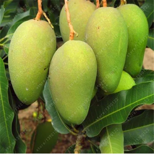 100% true Mango plants Very Delicious Fruit Very Easy Grow For Home Garden plant Free Shipping 1 pcs/bag