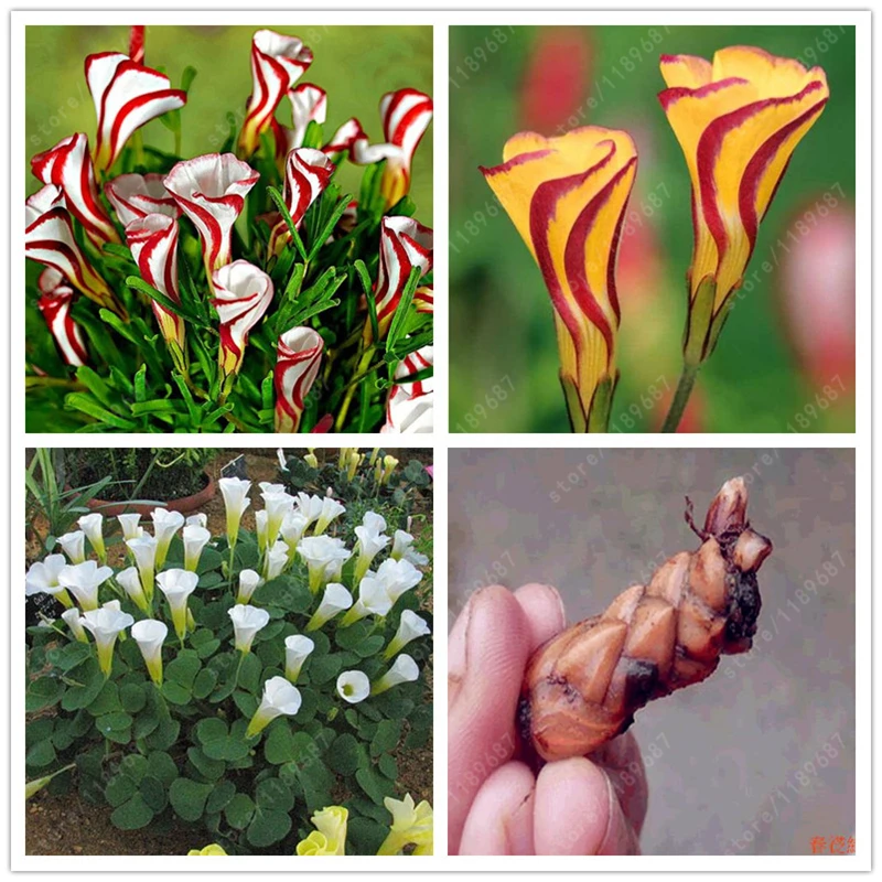 Оксалис Семена Купить В Спб