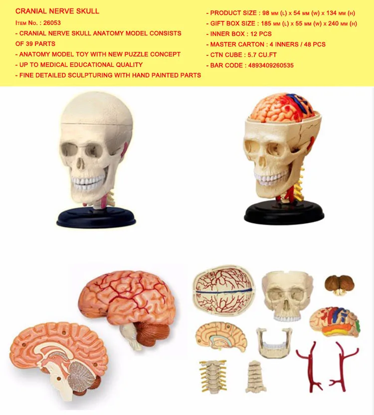 CRANIAL NERVE SKULL