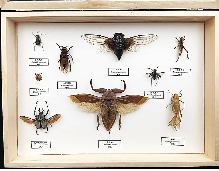 Хорошее качество Образцы насекомых набор с демонстрационными рамками Цикада/саранча/жуки/Coleoptera/Trypoxylus dichotomus