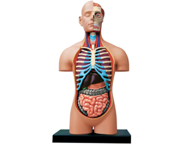 1:2.5 Human Body 4d Puzzle Assembling Toy Organ Anatomical Model Medical Teaching | Канцтовары для офиса и дома