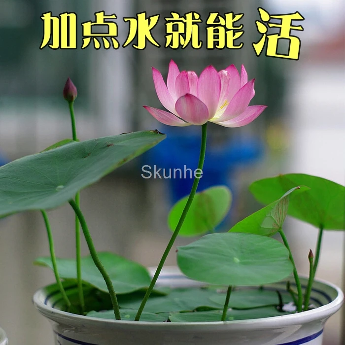 lily Lotus potted plant lotus grass planting plants green flowerFlowers Four Seasons 5/bag lily Lotus potted plant lotus grass planting plants green flowerFlowers Four Seasons 5/bag