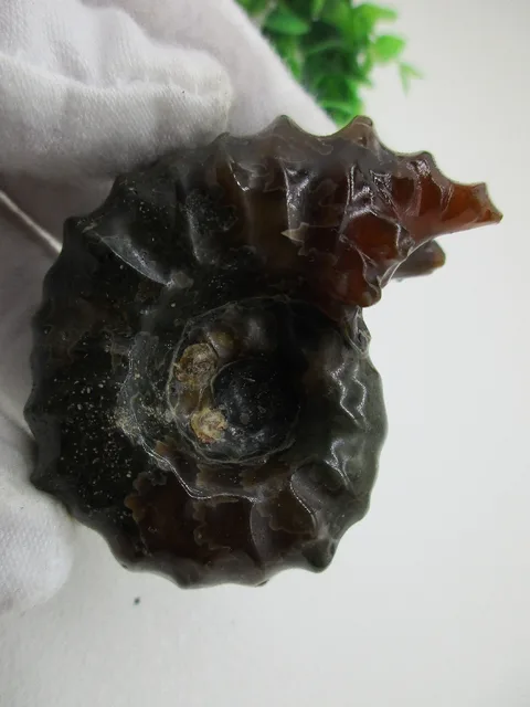 Best Offers Natural Stones Rare Polished "Goat Horn" Douvilleiceras Ammonite Fossil Conch Fossil Collection Best Offers Natural Stones Rare Polished "Goat Horn" Douvilleiceras Ammonite Fossil Conch Fossil Collection