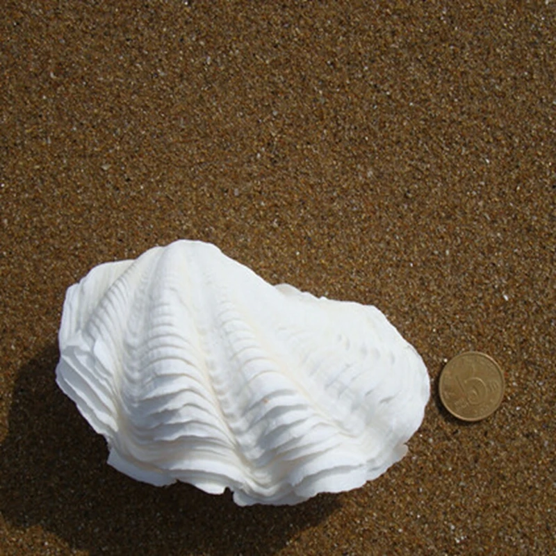 8 10cm Hippopus Giant Clam Tridacnidae White Shell Jewel Case