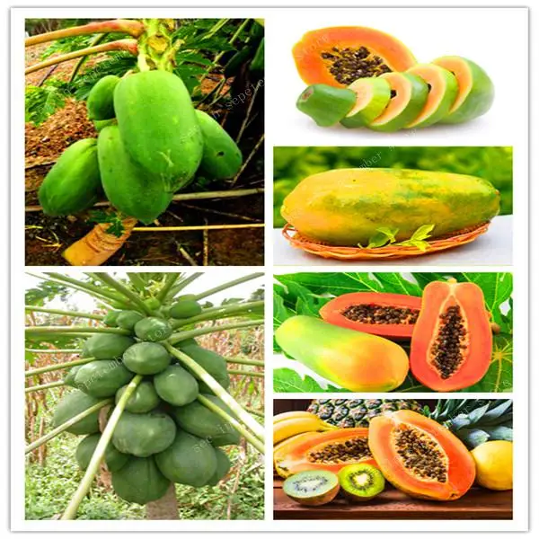 

100% True Japanese Papaya Tree Organic Carica Papaya Bonsai For Garden Vegetable Fruit Plants 100 pcs Outdoor Tropic Fruit