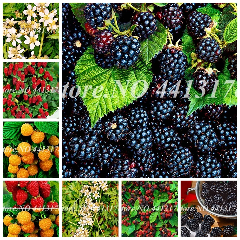 

200 Pcs Bonsai Raspberry Mixed Colors Super Big Raspberry Fruit For Flower Pots Planters Home Garden Potted Plants Easy To Grow