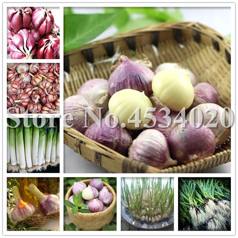 

100 Pcs/Bag garlic bonsai plant Chinese specialty purple skin single head garlic healthy delicious vegetable kitchen condiment