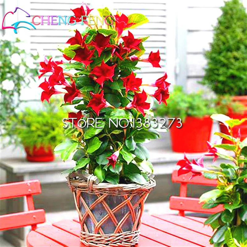 

100 Seeds Mandevilla Sanderi Seeds Beautiful Indoor Flower Bonsai For Diy Home Garden Perennial Flowers Planter Free Shipping