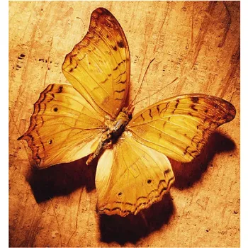 

Butterfly resting on the wall diamond painting 5D DIY embroidery home decor gift for friend and family