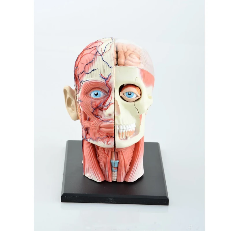 

One Piece Anime Science Toys Dental Lab Dentist Human Head Anatomy Medical Skull Model Skeleton Children Kids Educational Toys