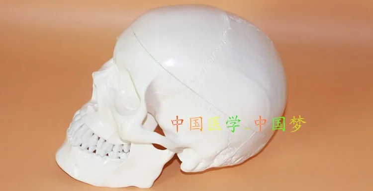 1:1 high quality adult human skull model Art & medical use free shipping