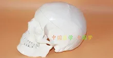 

1:1 high quality adult human skull model Art & medical use free shipping