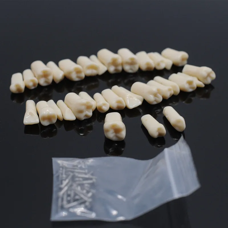 

Dentistry Exam Preparation Teaching Adult Tooth in Vitro Resin Teeth Model 32Pcs