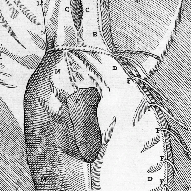 Equipment for One of Tagliacozzi's Rhinoplasty Methods Poster Print by Science Source (24 x 36)