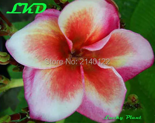 20 Свежие Plumeria Rubra Семена Таиланде Редко Реальные Frangipani Семян no165-morning-star-hybrid-2-4 |