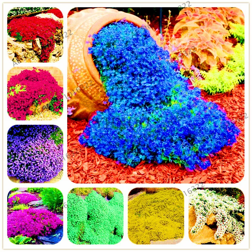 

200pcs/bag Rock cress Creeping Thyme bonsai Multi-color Perennial flower plant Ground cover flower garden decoration