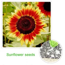 buy real sunflowers and get free shipping on aliexpress com