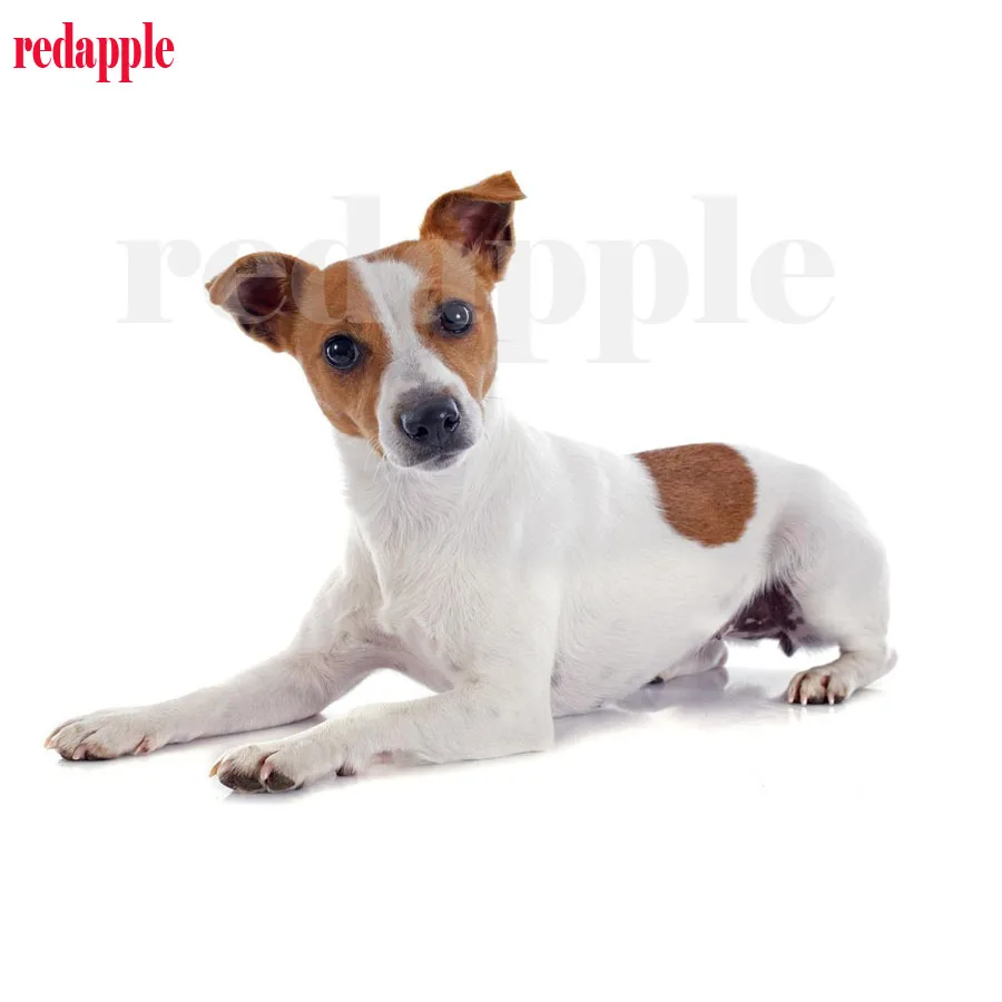 

diy diamond embroidery 5d diamond painting full square jack russel Cross Stitch 3D picture rhinestones dog for Home Decor gift